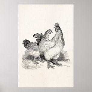 Vintage Personalised Chicken Rooster Cochin Birds Poster