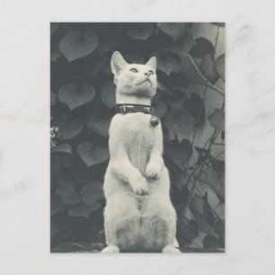 Vintage Pet Cat Photo Postcard