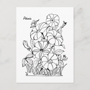 Vintage Petunia Flowers Adult Colouring Postcard