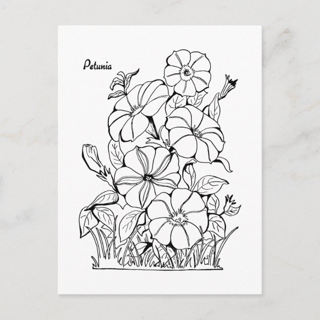 Vintage Petunia Flowers Adult Colouring Postcard (Front)
