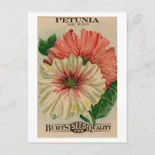 vintage petunia seed packet postcard