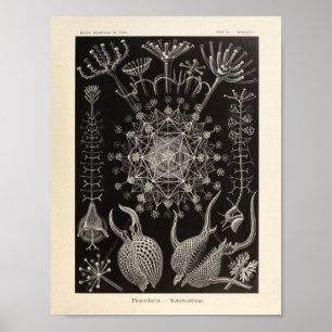 Vintage Phaeodaria Ernst Haeckel Art Print