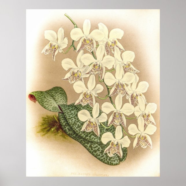  Vintage Phalaenopsis Stuartiana Orchid Flower Poster (Front)