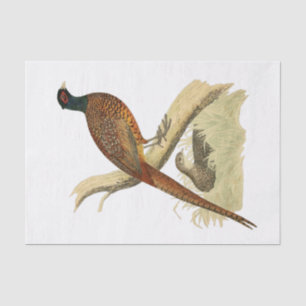 Vintage Pheasant on Branch Game Bird Drawing Colou Tissue Paper