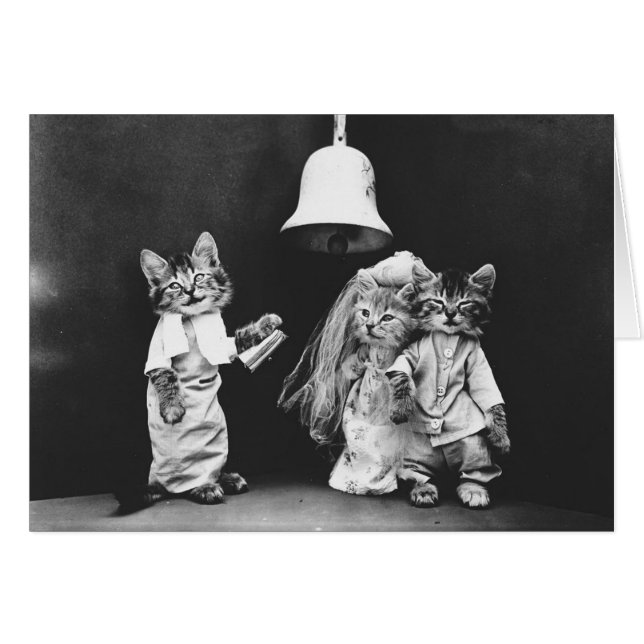 Vintage Photo - A Kitty Cat Wedding, (Front Horizontal)