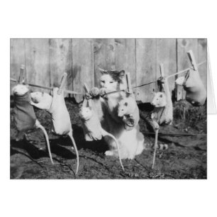 Vintage Photo - Cat Hanging Rats Out to Dry,
