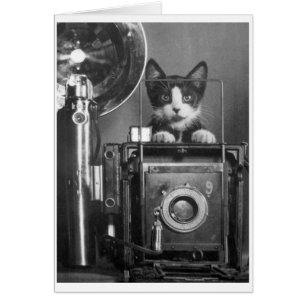 Vintage Photo -  Cat with Camera