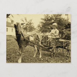 Vintage Photo- "Goat Cart"-  Postcard