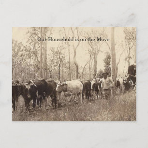 Vintage Photo of a Moving Family with Cattle Postcard