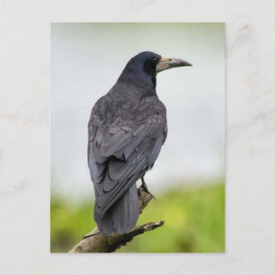 Vintage Photo Postcard