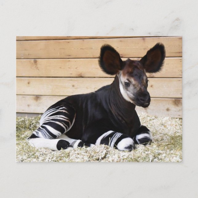 Vintage Photo Postcard (Front)