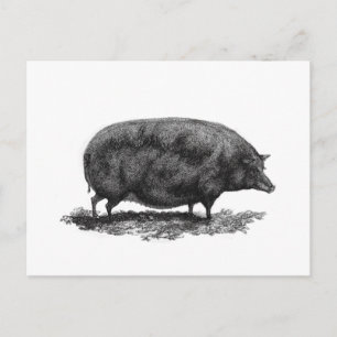Vintage pig etching card