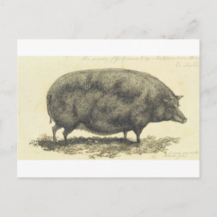 Vintage pig etching with text card