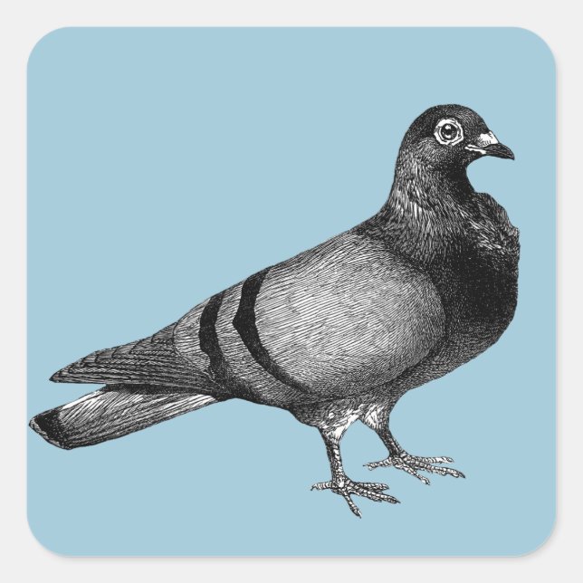 Vintage Pigeon gifts Square Sticker (Front)