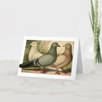 Vintage Pigeons Greeting card