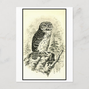 Vintage Pigmy Owl Illustration Postcard