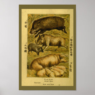 Vintage Pigs Hog Boar Natural History Print
