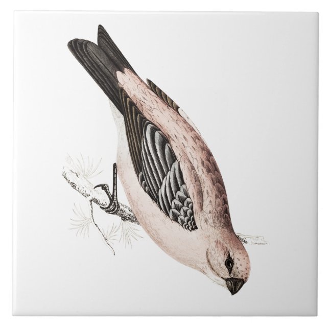 Vintage Pine Grossbeak Song Bird Illustration Tile (Front)