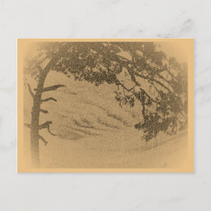 Vintage Pine tree silhouette, sunrise Postcard