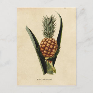 Vintage Pineapple Illustration Postcard