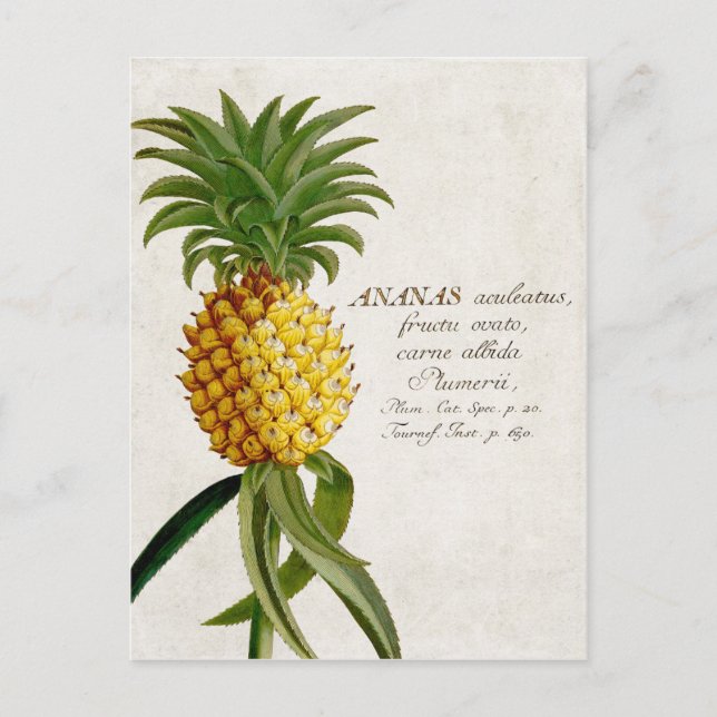 Vintage Pineapple Postcard (Front)