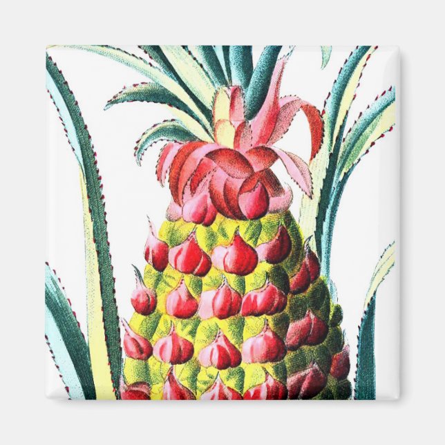 Vintage pineapple tropical fruit illustration  magnet (Front)
