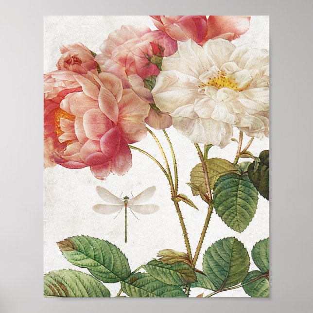 Vintage Pink and White Botanical Roses Poster (Front)