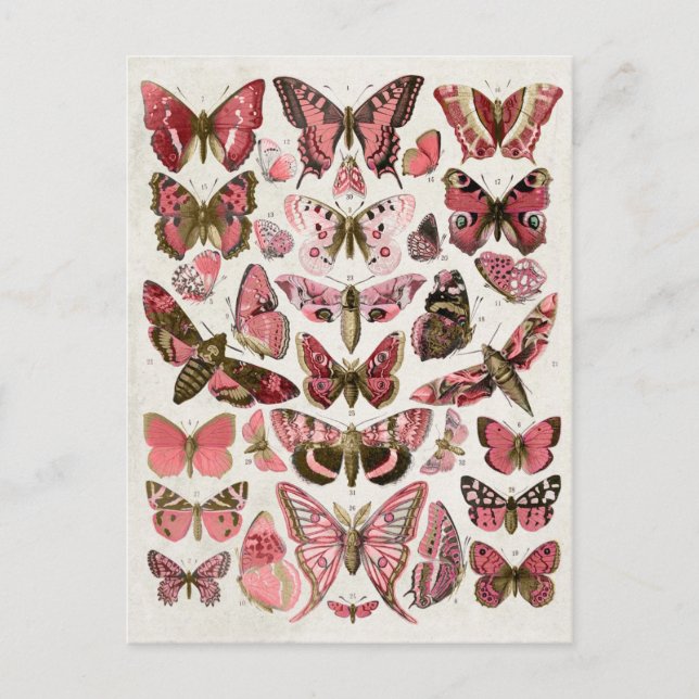 Vintage Pink Butterflies Postcard (Front)
