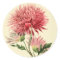 Vintage Pink Chrysanthemum Flower