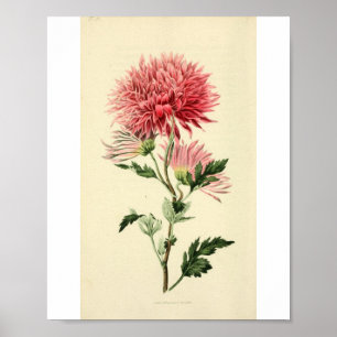 Vintage Pink Chrysanthemum Flower Poster