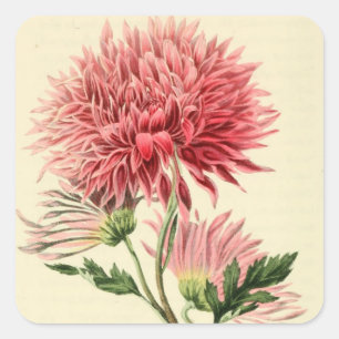 Vintage Pink Chrysanthemum Flower Square Sticker