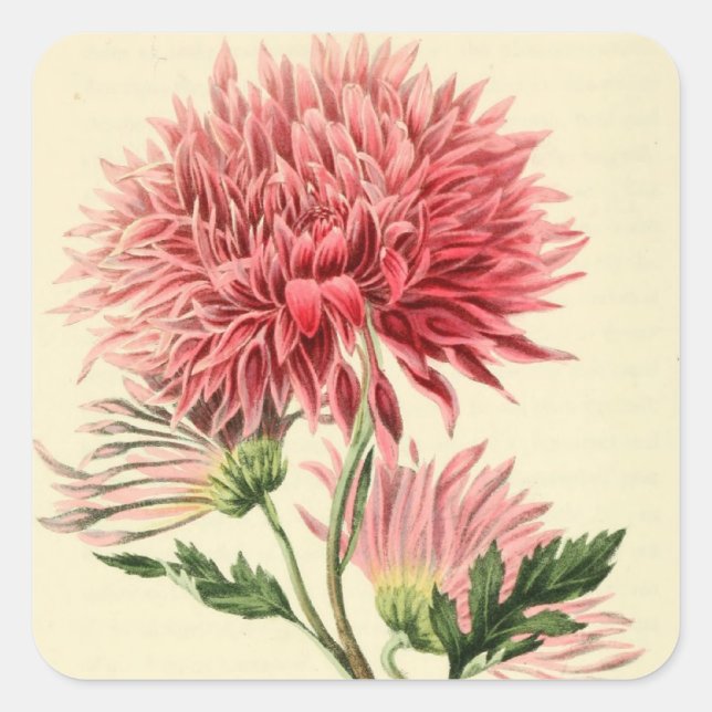 Vintage Pink Chrysanthemum Flower Square Sticker (Front)