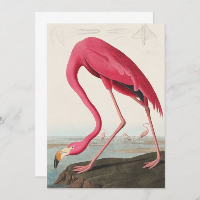Vintage Pink Flamingo Audubon Invitation (Front/Back)