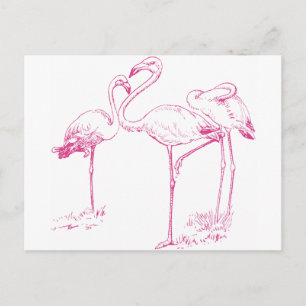 Vintage Pink Flamingo Drawing Postcard
