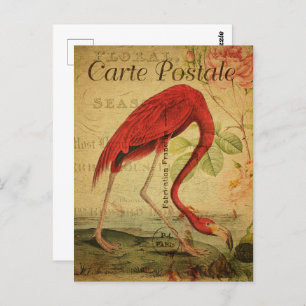 Vintage Pink Flamingo Postcard