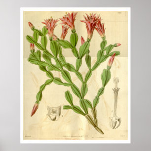 Vintage pink flowering cactus poster