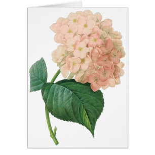 Vintage Pink Hydrangea Hortensia Flower by Redoute