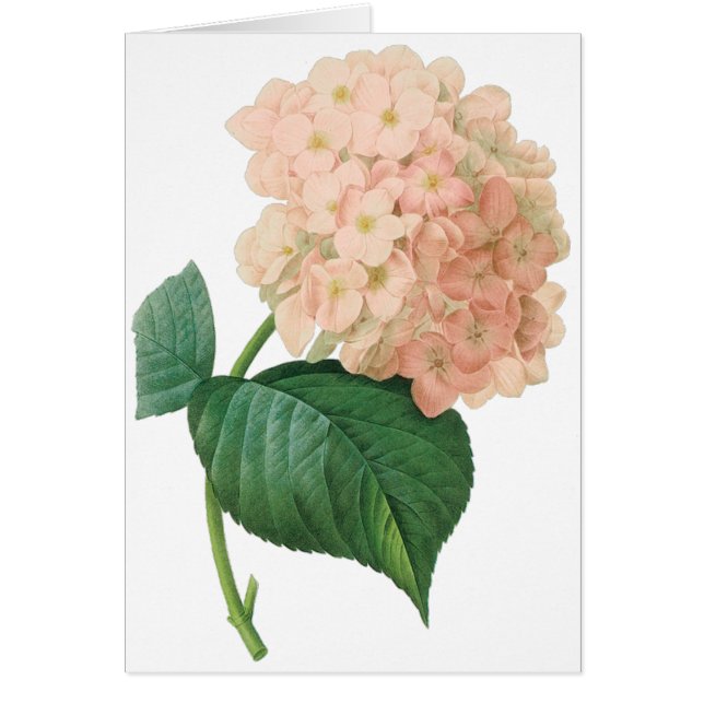 Vintage Pink Hydrangea Hortensia Flower by Redoute (Front)