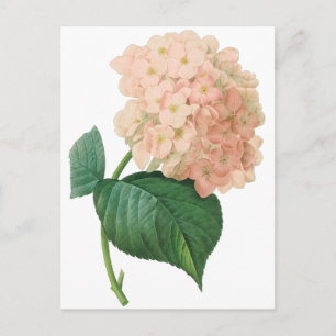 Vintage Pink Hydrangea Hortensia Flower by Redoute Postcard
