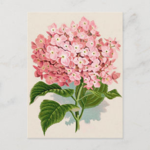 Vintage Pink Hydrangea Postcard