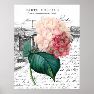 Vintage Pink Hydrangea Poster