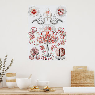 Vintage Pink Jellifish on White -  Ernst Haeckel  Poster