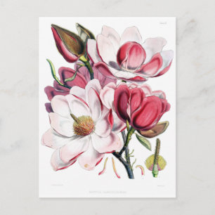 Vintage Pink Magnolia Flower Botany Illustration Postcard