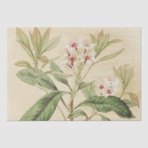 Vintage Pink Orchid Floral Botanical Decoupage Tissue Paper