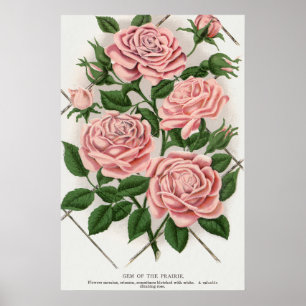 Vintage Pink Rose Botanical Cottagecore Art Poster