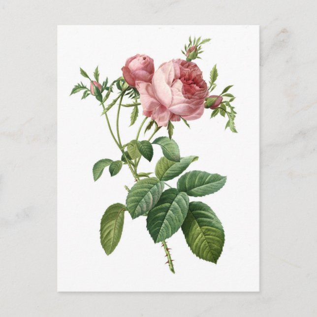Vintage pink rose botanical illustration, Redoute Postcard (Front)