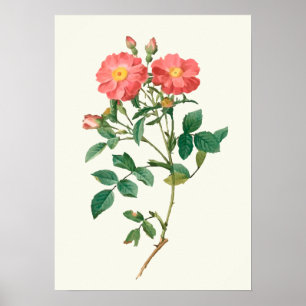 Vintage Pink Rose Botanical Print