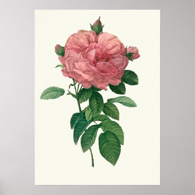 Vintage Pink Rose Botanical Print (Front)
