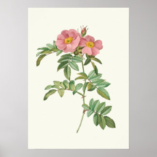 Vintage Pink Rose Botanical Print