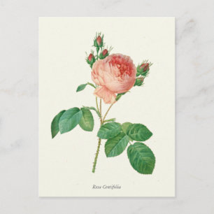 Vintage Pink Rose Botanical Print Postcard